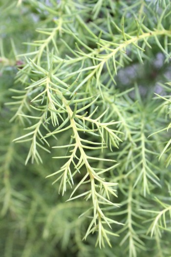 Криптомерія японська Елеганс Вірідіс|Cryptomeria japonica ’Elegans Viridis’|Криптомерия Елеганс Виридис